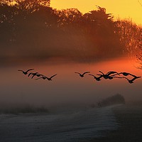 Buy canvas prints of We Fly at Dawn by Bett Atherton