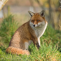 Buy canvas prints of Red Fox by Bett Atherton