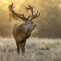 Buy canvas prints of Red Stag by Bett Atherton