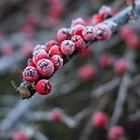 Buy canvas prints of Red berries with frost by Carl Pepper