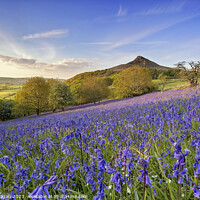 Buy canvas prints of Bluebells Bloom on Roseberry Topping by Ian Flanagan