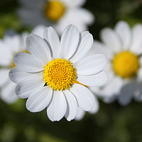 Buy canvas prints of Common Daisy by Brian Conner