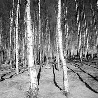 Buy canvas prints of Silver Birch Forest  by Steve Hanson