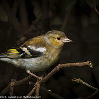 Buy canvas prints of Vibrant Chaffinch in the Wild by David Owen