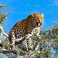 Buy canvas prints of Tree-top Leopard by David Owen