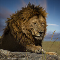 Buy canvas prints of Serengeti's Mighty Hunter by David Owen