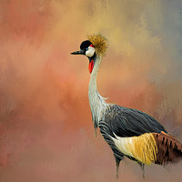 Buy canvas prints of African Crane by David Owen