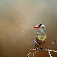 Buy canvas prints of Kingfisher by David Owen