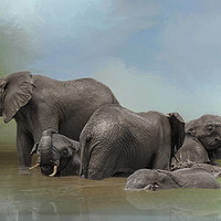 Buy canvas prints of Elephants at water hole by David Owen