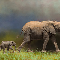 Buy canvas prints of Elephant and young by David Owen
