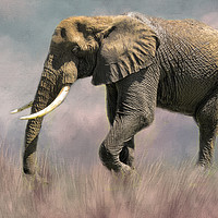 Buy canvas prints of Lone Elephant by David Owen