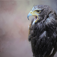 Buy canvas prints of Falcon by David Owen
