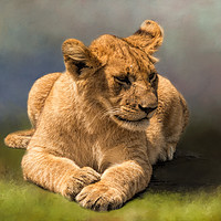 Buy canvas prints of Lion Cub by David Owen