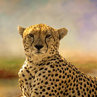 Buy canvas prints of Cheetah by David Owen