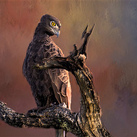 Buy canvas prints of Eagle by David Owen