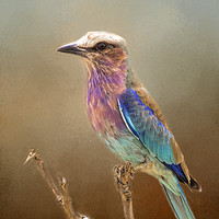 Buy canvas prints of Lilac Breasted Roller by David Owen