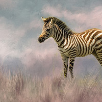 Buy canvas prints of Baby zebra by David Owen