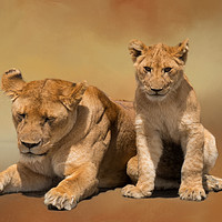 Buy canvas prints of Mother and cub lions by David Owen