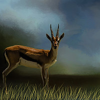 Buy canvas prints of Gazelle by David Owen