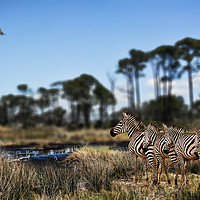 Buy canvas prints of Zebra searching for waterhole by David Owen