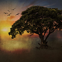 Buy canvas prints of African Tree by David Owen