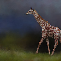 Buy canvas prints of Giraffe on walkabout by David Owen