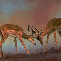 Buy canvas prints of Impala fighting by David Owen