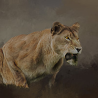 Buy canvas prints of Lioness roars by David Owen