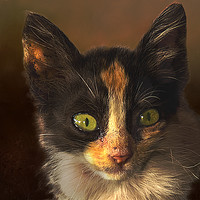 Buy canvas prints of Feral cat by David Owen