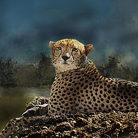 Buy canvas prints of Cheetah at rest by David Owen