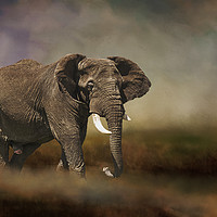 Buy canvas prints of Rogue elephant by David Owen