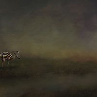 Buy canvas prints of Lonely zebra by David Owen
