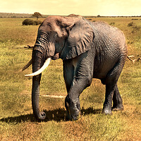 Buy canvas prints of Mighty Elephant Strides Across Plains by David Owen