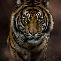 Buy canvas prints of Intense Gaze of the Tiger by David Owen