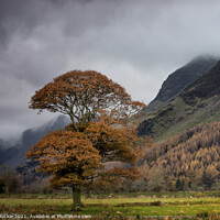 Buy canvas prints of Buttermere Autumn Oak by Phil Buckle