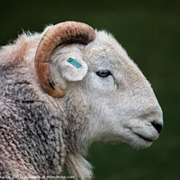 Buy canvas prints of Herdy Ram by Phil Buckle
