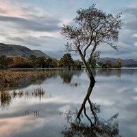 Buy canvas prints of Ullswater isolated lone tree by Phil Buckle