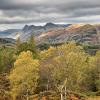 Buy canvas prints of Autumn on Holme Fell by Phil Buckle