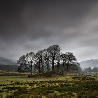 Buy canvas prints of Brathay Copse by Phil Buckle