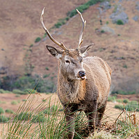 Buy canvas prints of Glen Etive Stag by Phil Buckle
