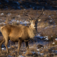 Buy canvas prints of Kings House Hotel Stag by Phil Buckle