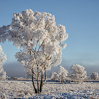 Buy canvas prints of Winter coat by Phil Buckle