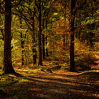 Buy canvas prints of Grasmere Woods Autumn Light by Phil Buckle