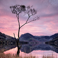 Buy canvas prints of Lone Tree Sunrise by Phil Buckle
