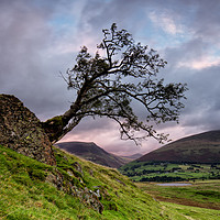 Buy canvas prints of Low Rigg Lone Tree by Phil Buckle