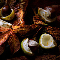 Buy canvas prints of Autumn Conkers by Phil Buckle