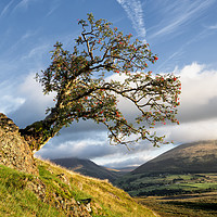 Buy canvas prints of Low Rigg Rowan by Phil Buckle