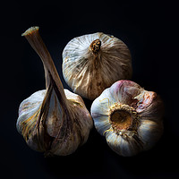 Buy canvas prints of Garlic Bulbs by Phil Buckle