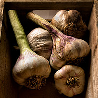 Buy canvas prints of Fresh Garlic Bulbs in Box by Phil Buckle