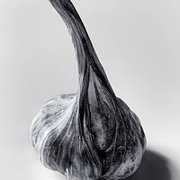 Buy canvas prints of Garlic Bulb Black and White by Phil Buckle